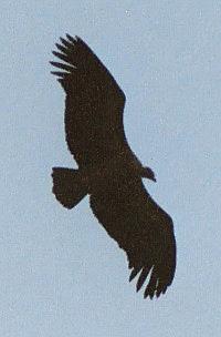 Eagles and Vultures 2