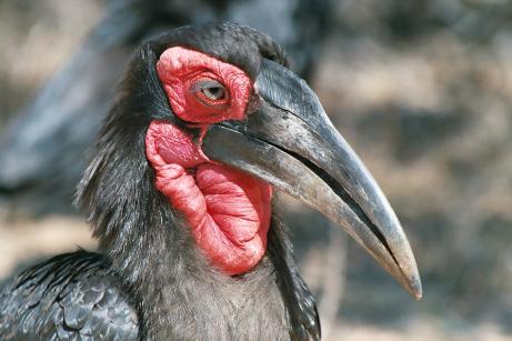 Ground Hornbill