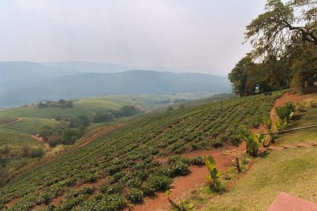 Tea Fields