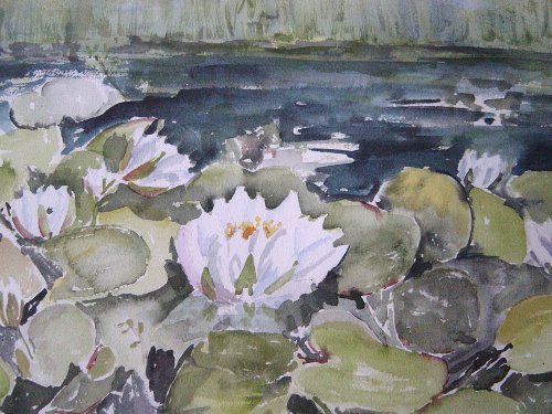 White waterlilly