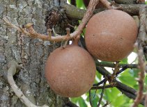 Cannon ball tree